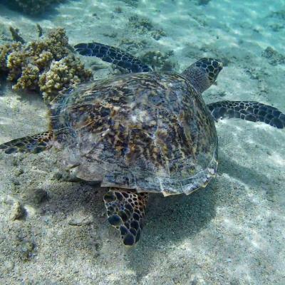 Ile de La Réunion - Tortue imbriquée