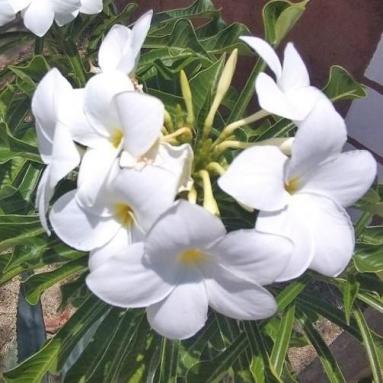 La Réunion fleur de tiare